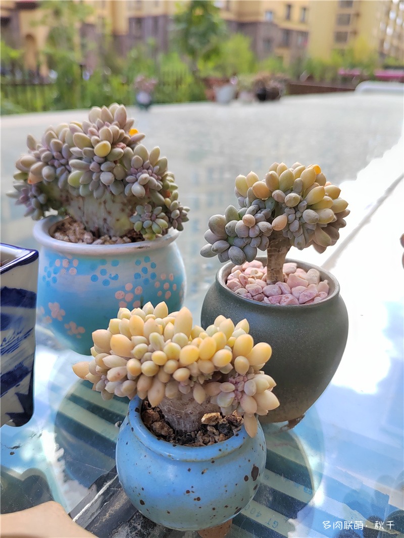 醉美人