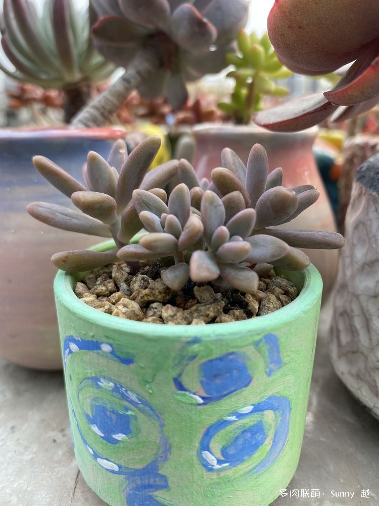 秋丽