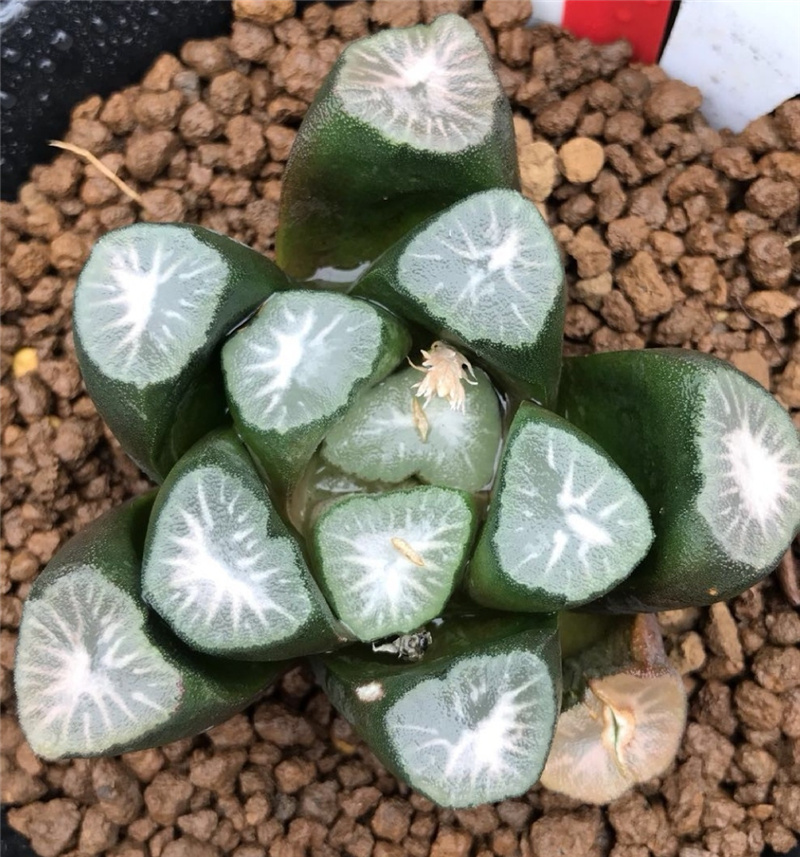 雪星万象