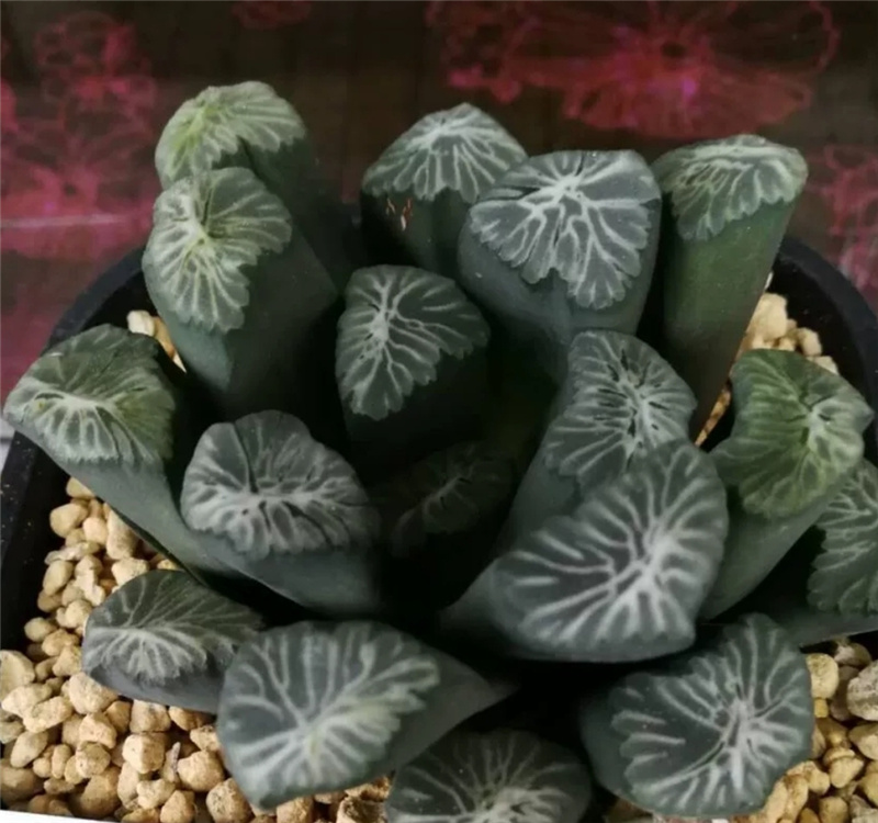礼花万象