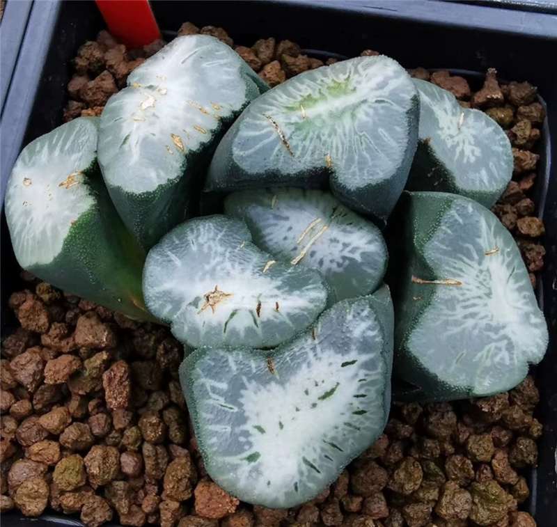 荣星万象