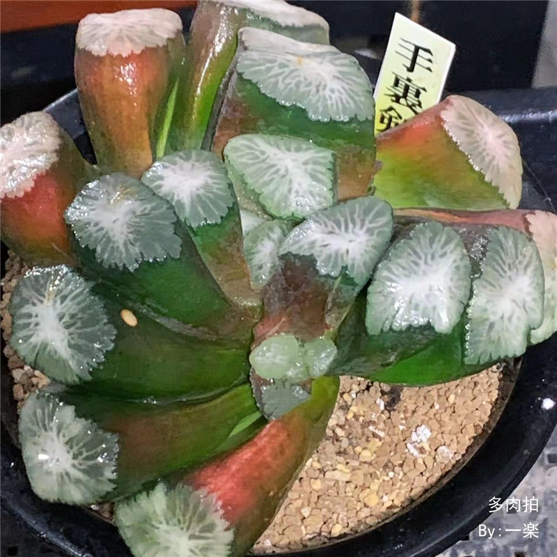 手里剑万象