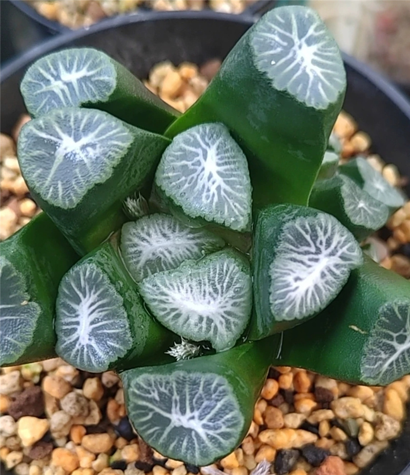 白绢万象