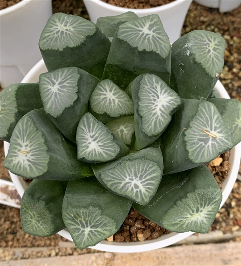 火之鸟万象