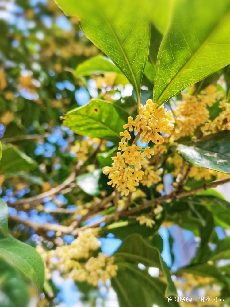 桂花