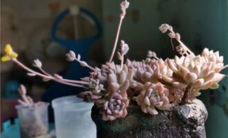那些拥有过的美丽精灵