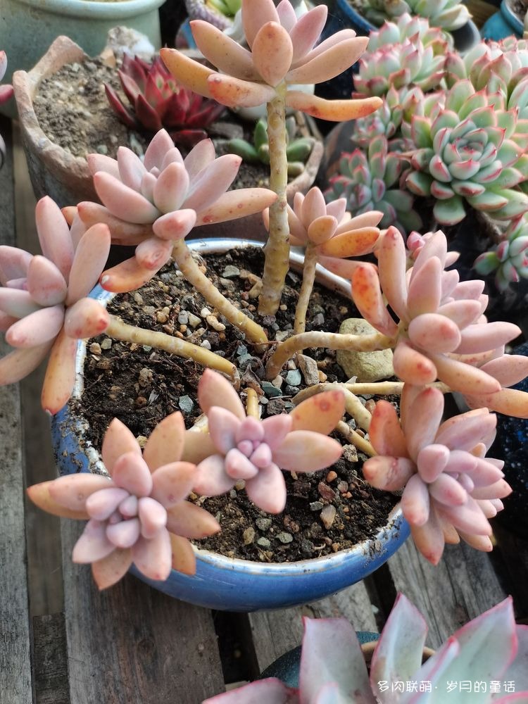 秋丽