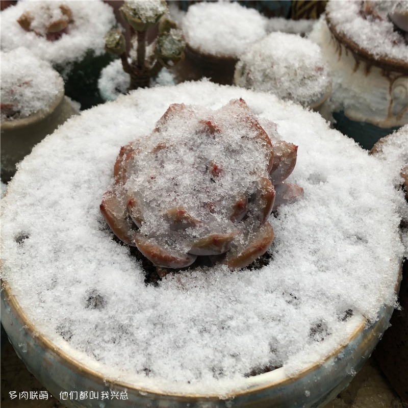 冰雪下的橙梦露