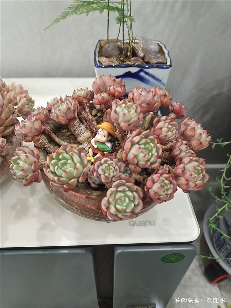 搬多肉进屋