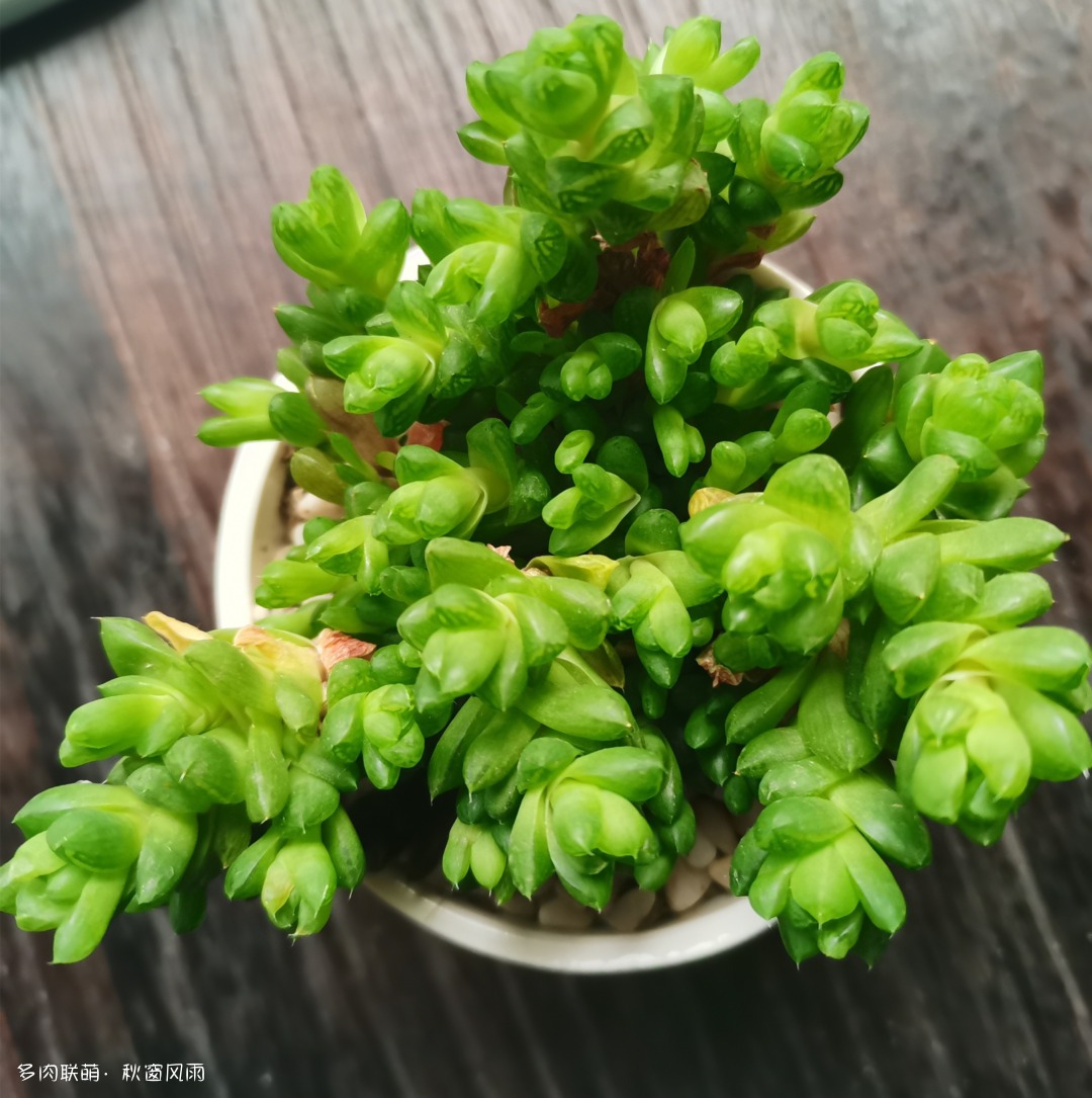 宝草