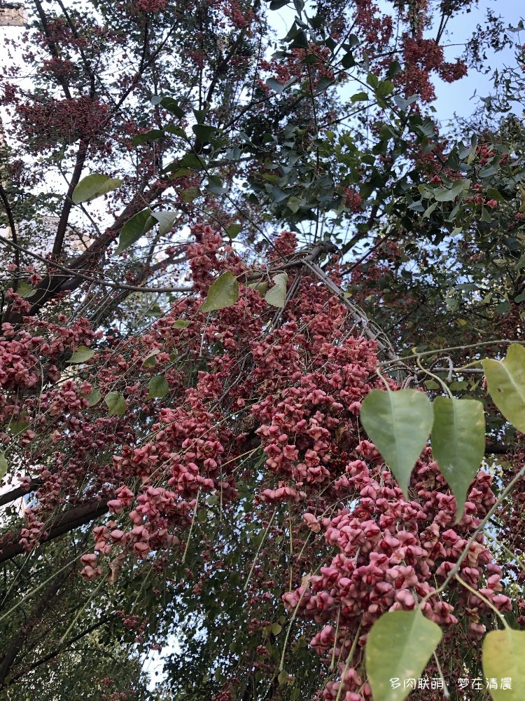 秋日风光