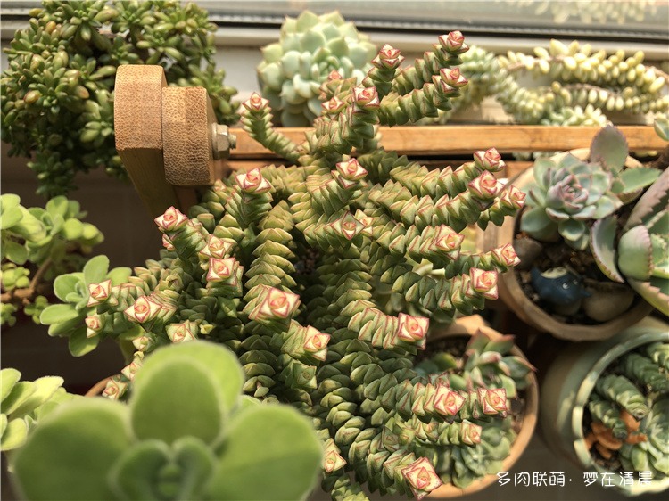 小米星