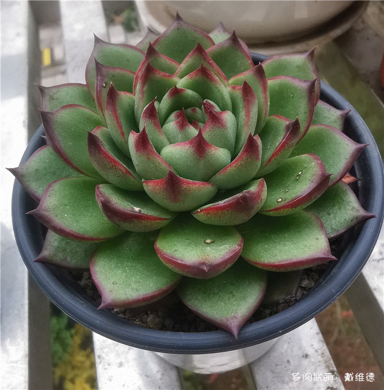 月亮石