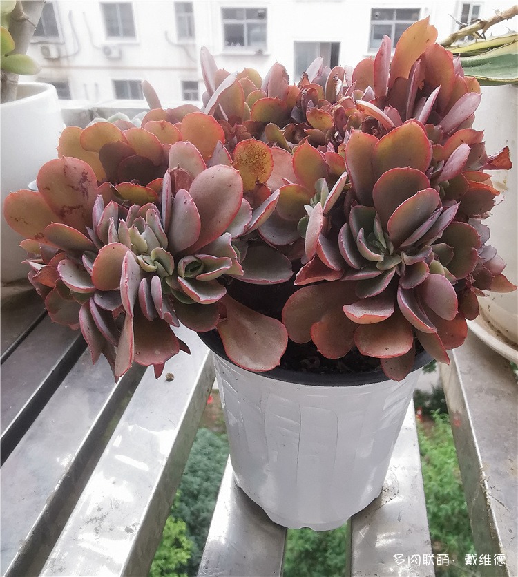 红孔雀缀化