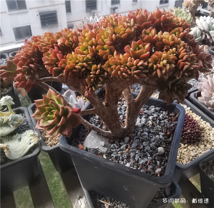 火焰蒂亚缀化
