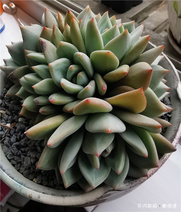 香槟群生