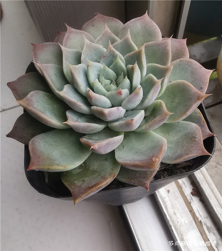 天鹅绒