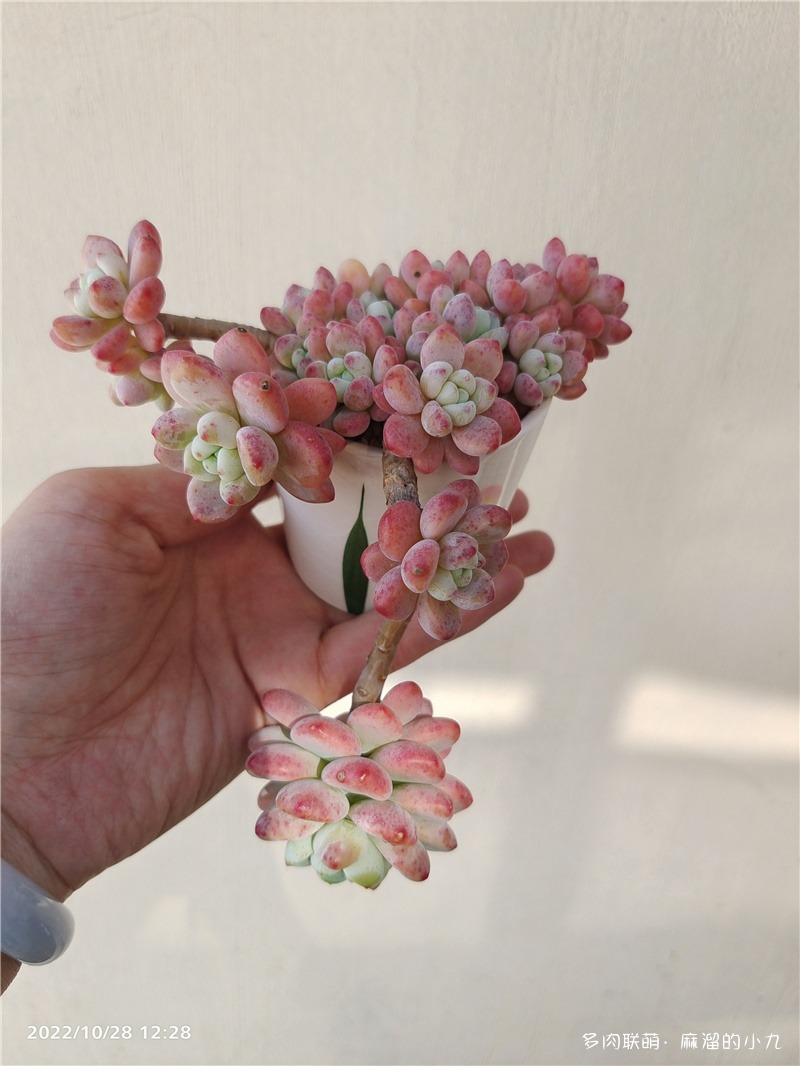 劳尔