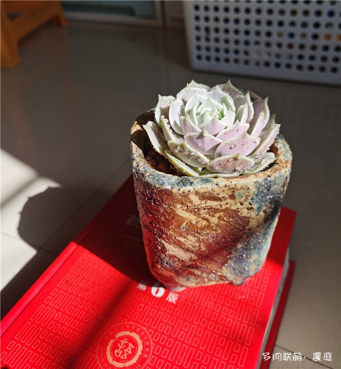 露娜莲