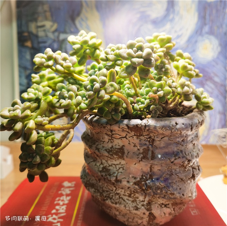 姬秋丽
