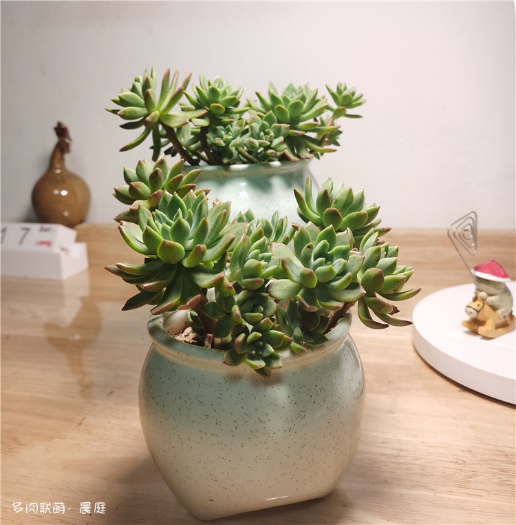 马库斯