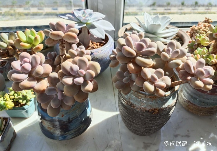 桃蛋