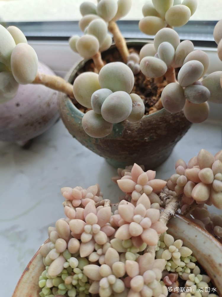 姬秋丽