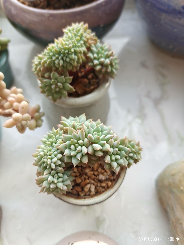 莱恩小精灵