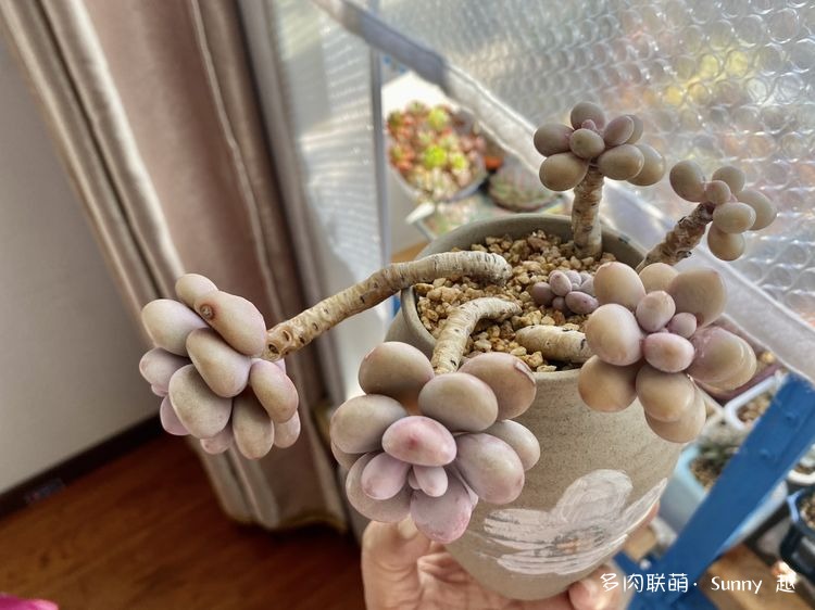 桃蛋