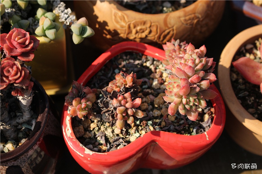 蓝苹果