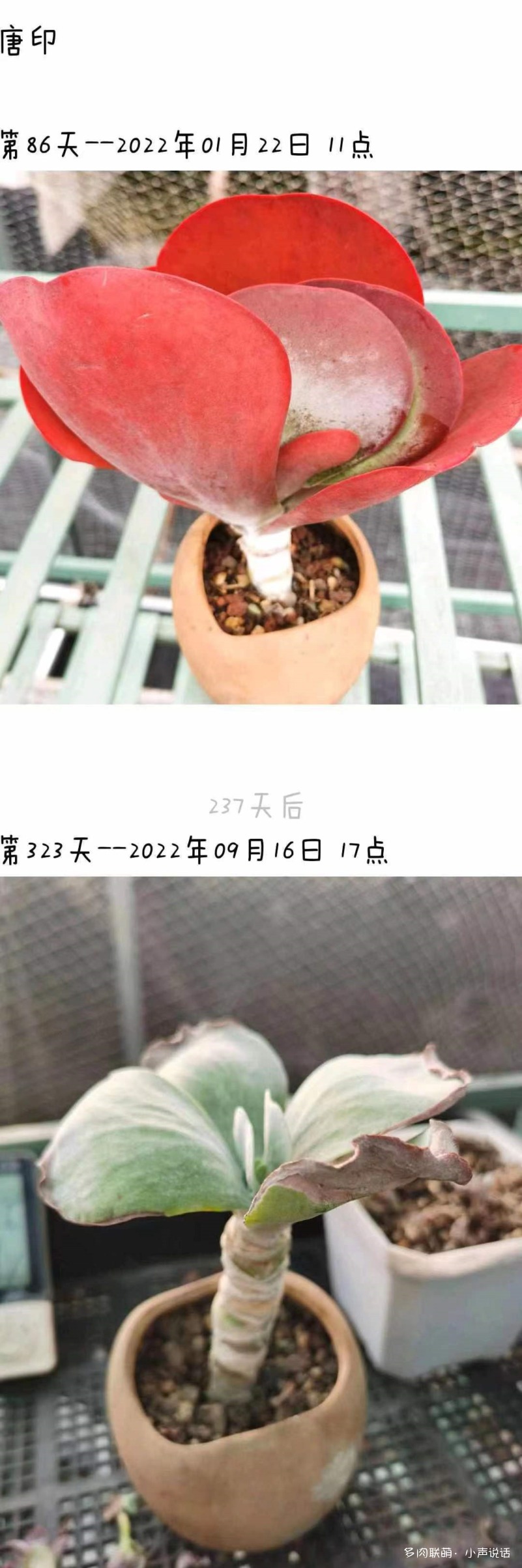 唐印
