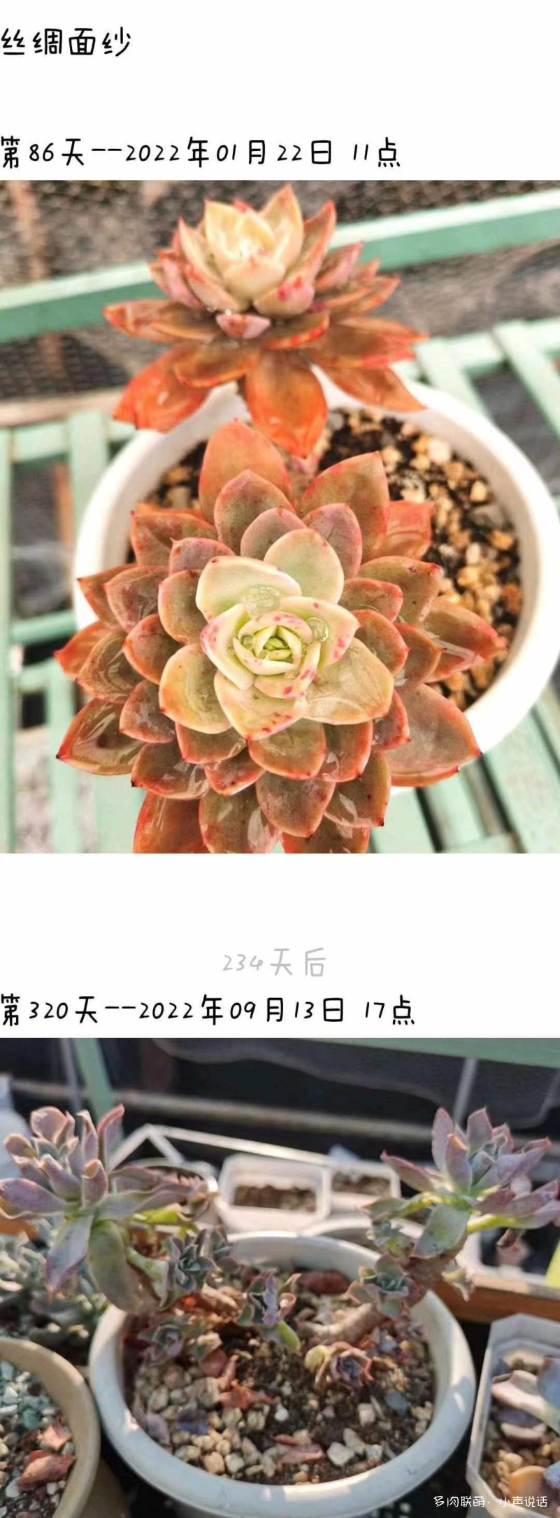 丝绸面纱