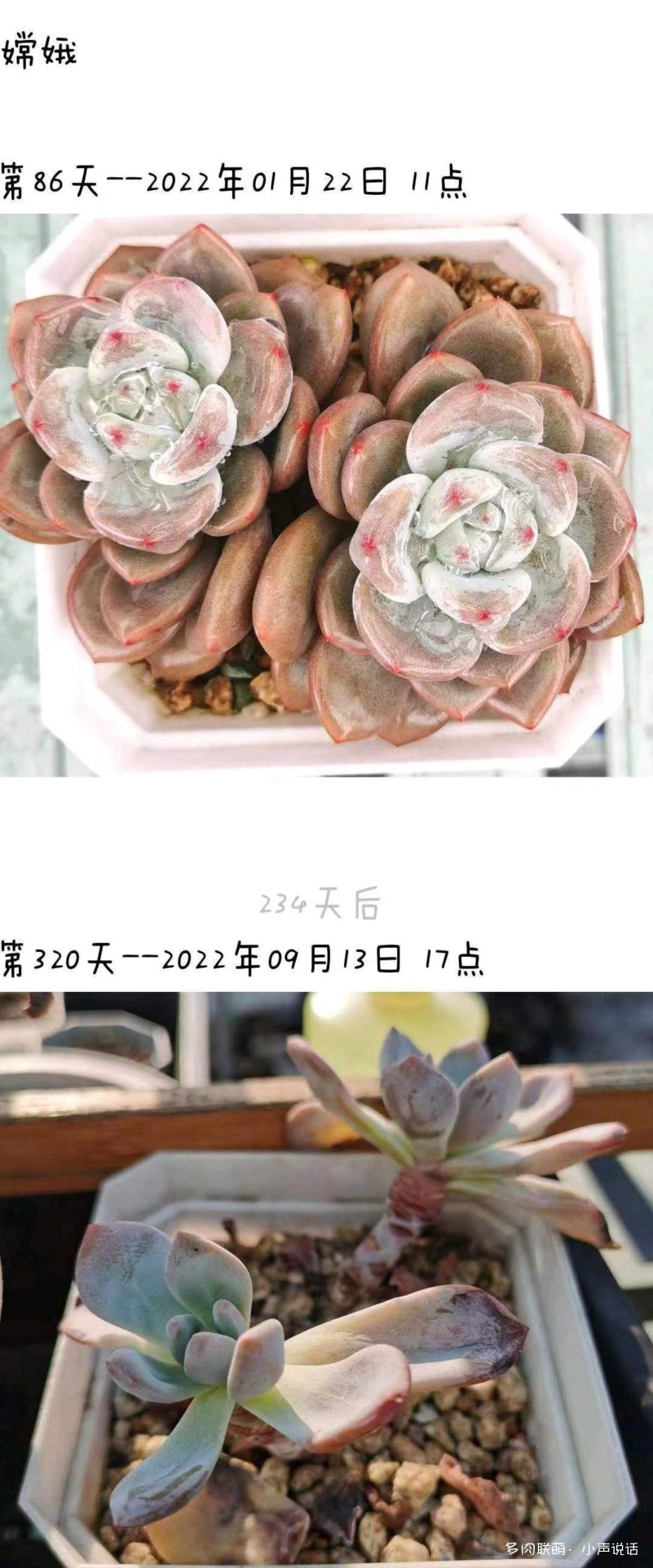 嫦娥
