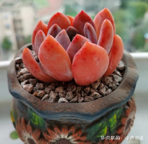 芙蓉雪莲