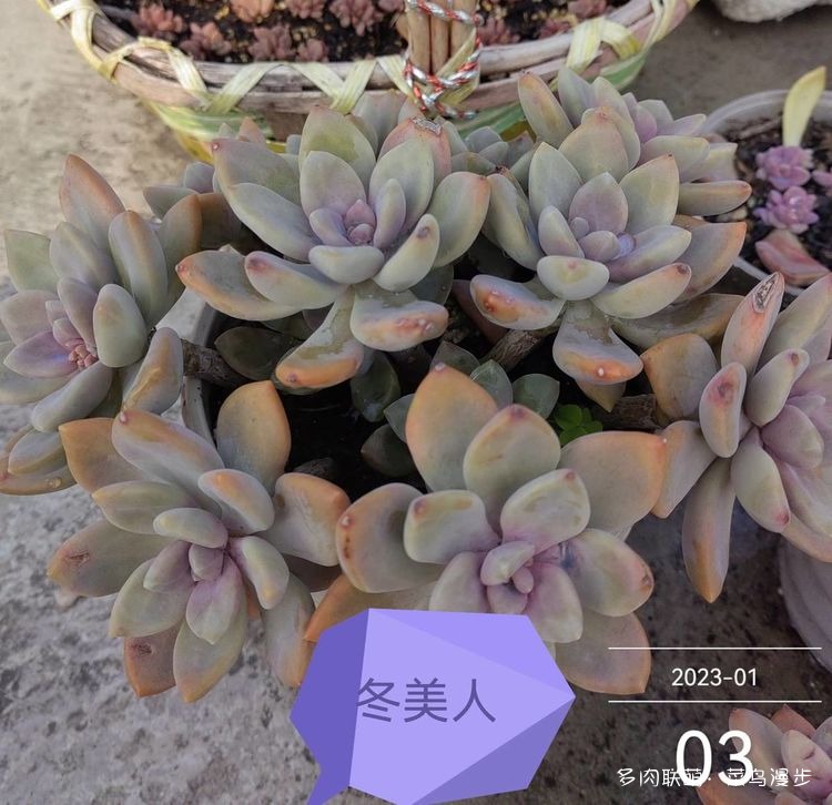冬美人