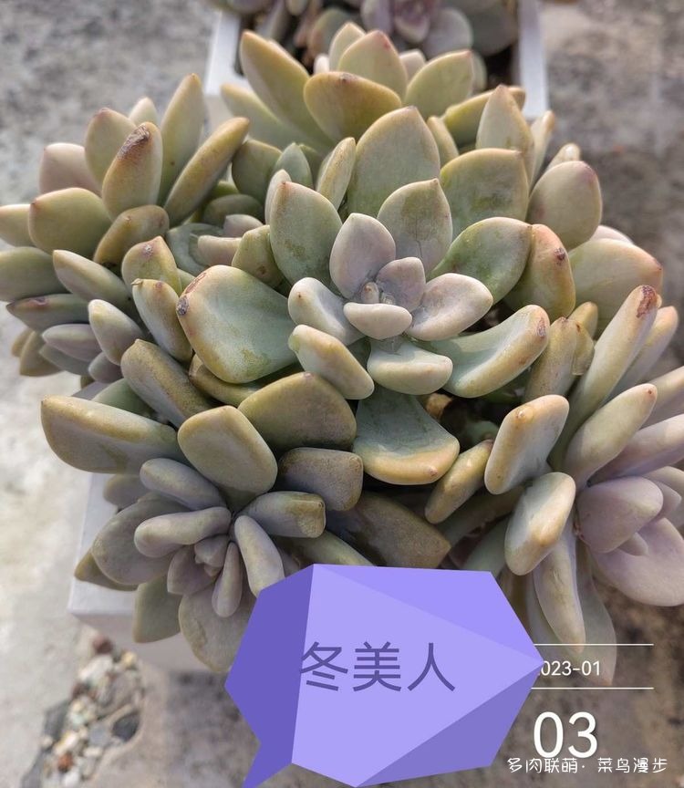 冬美人