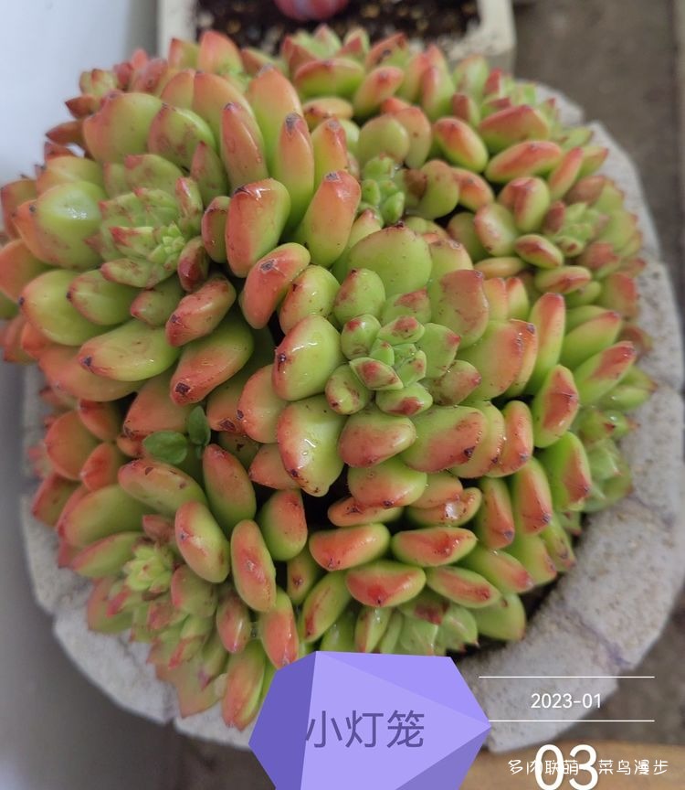 小灯笼