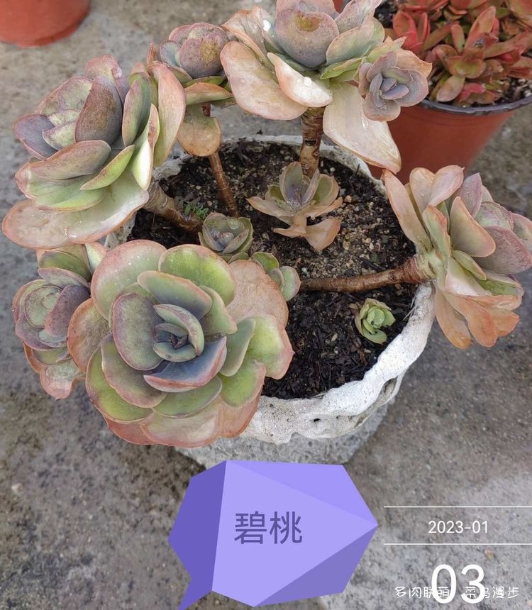 碧桃