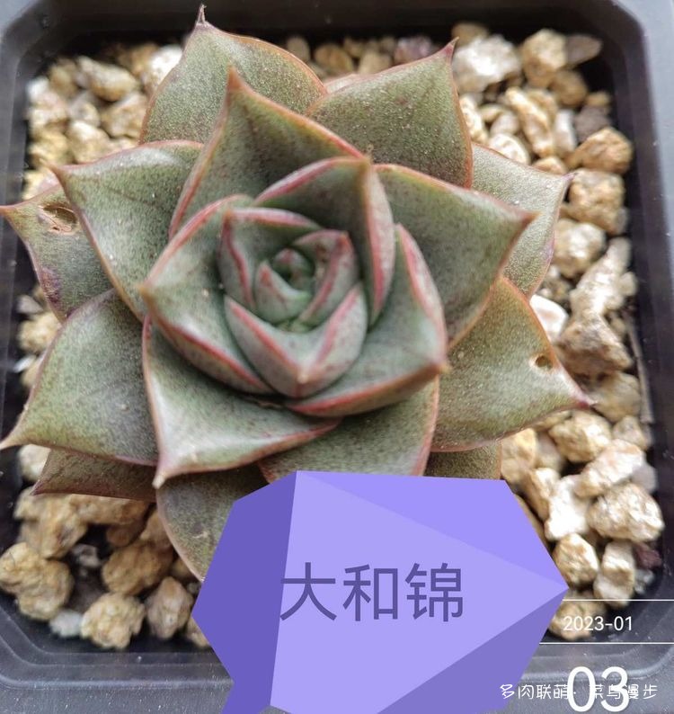 大和锦