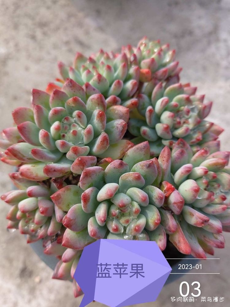 蓝苹果