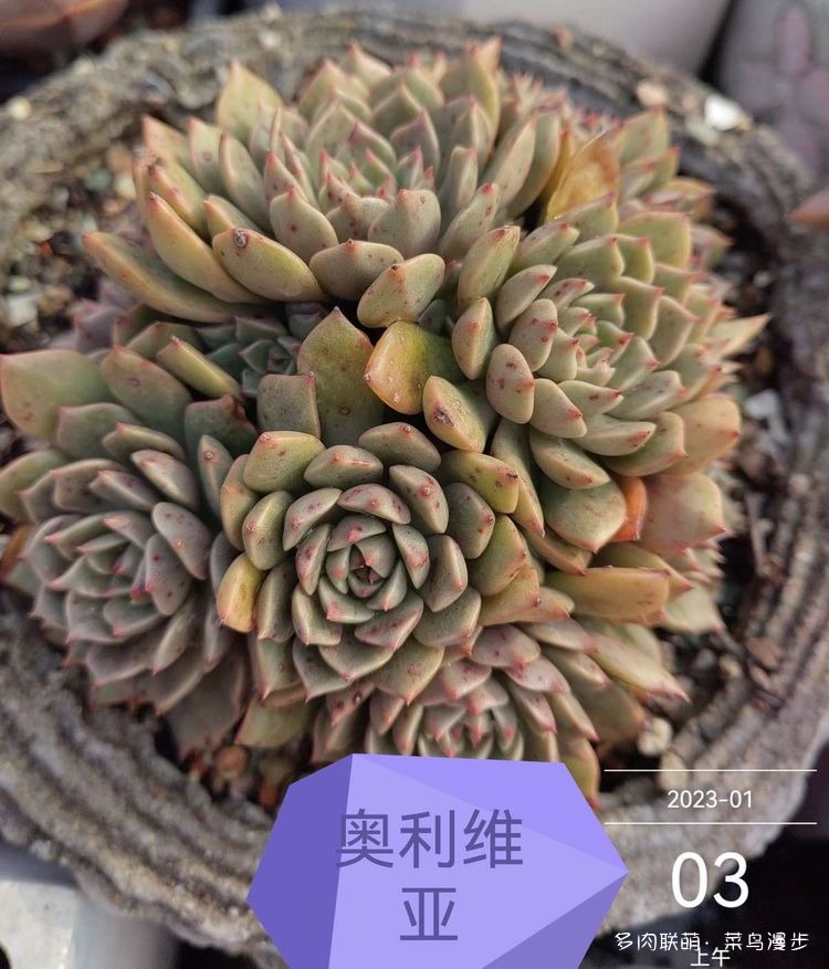 奥利维亚