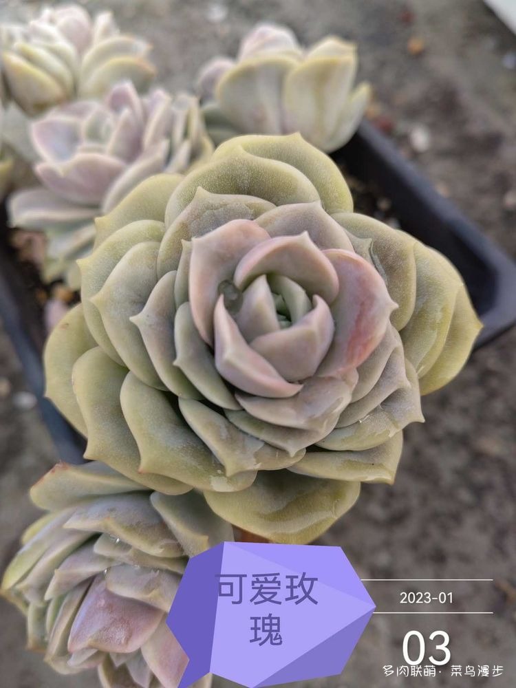 可爱玫瑰