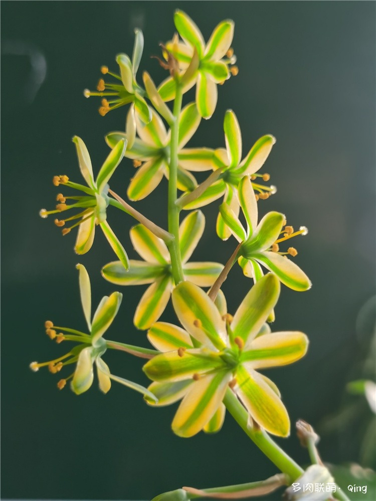 宽弹簧草花