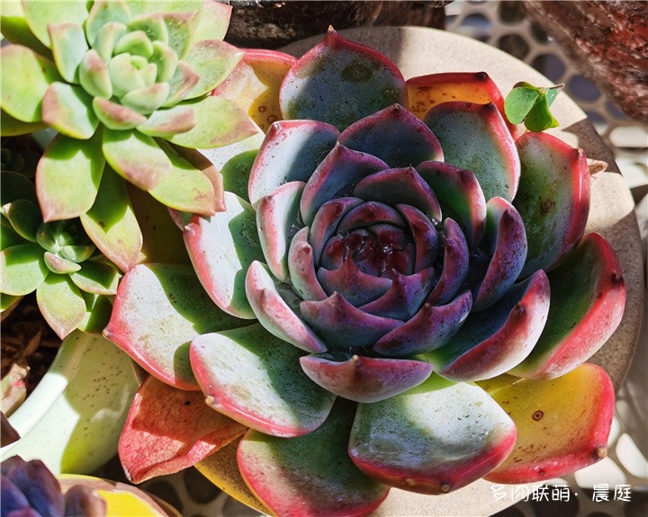 水蜜桃