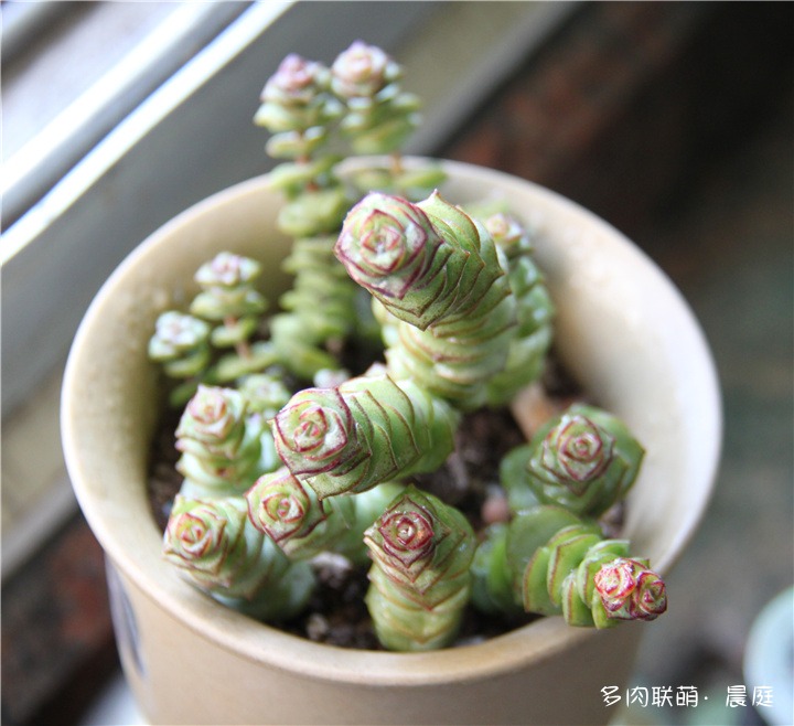 钱串