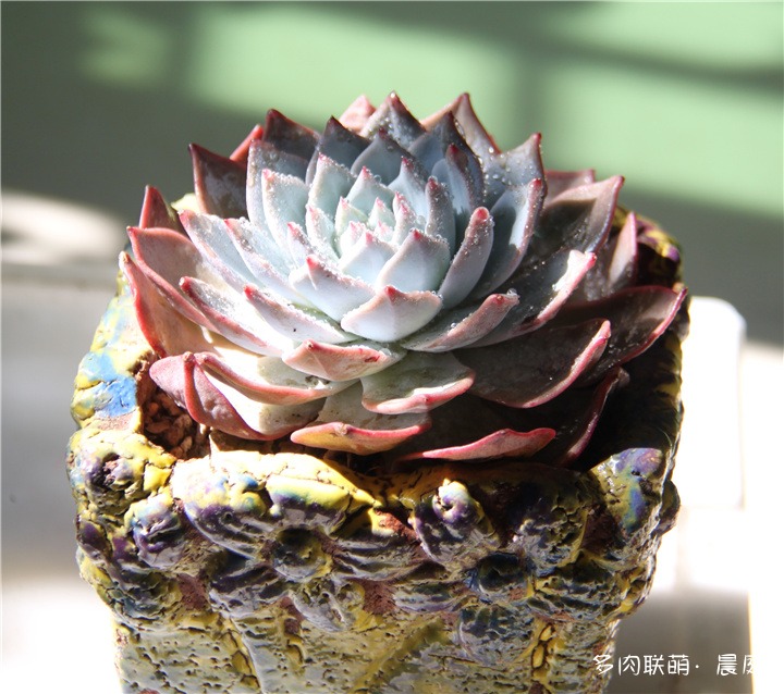 粉蓝鸟