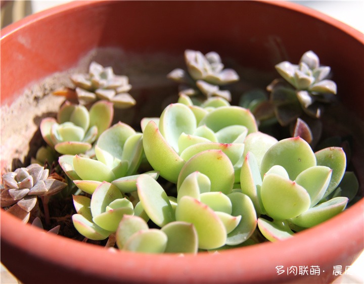 碧桃小苗