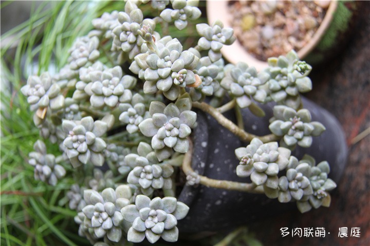 姬秋丽