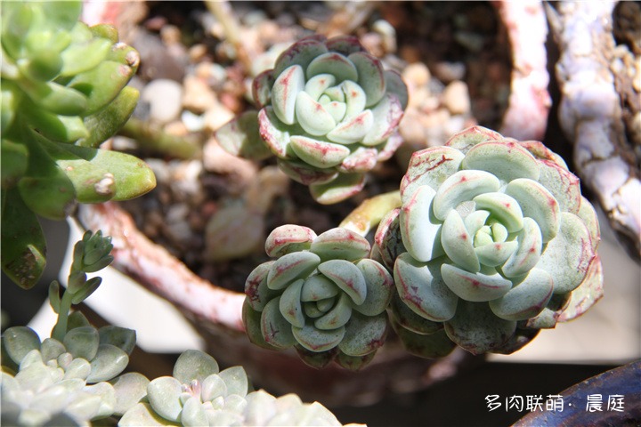 香草