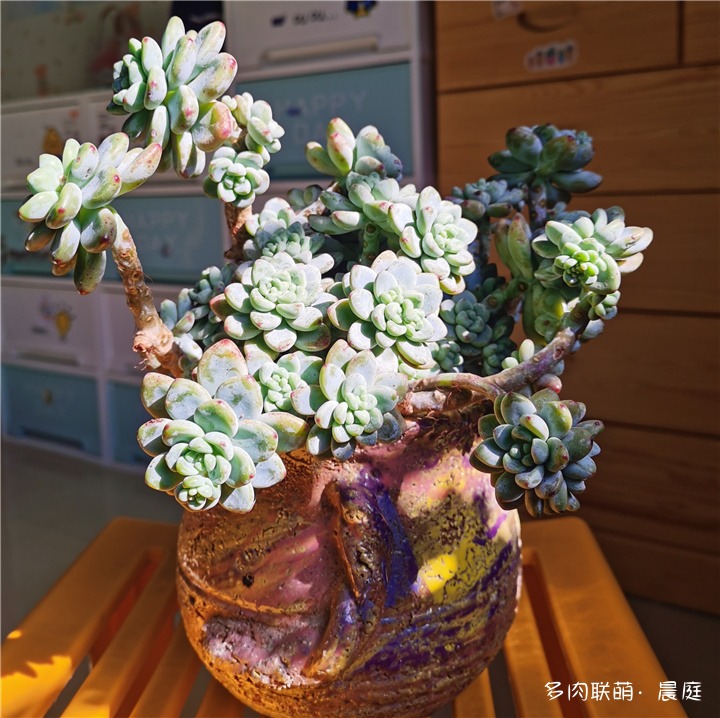 劳尔